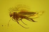 Fossil Fly (Diptera) In Baltic Amber #145302-1